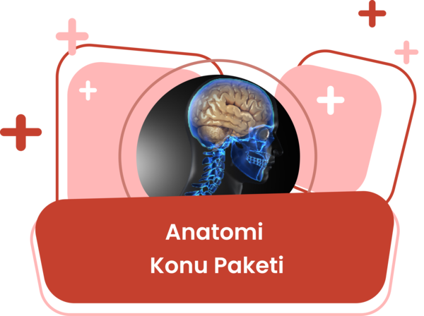 Anatomi Konu Eğitim Paketi / Erdinç Tunç